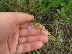 Phacelia glabra
