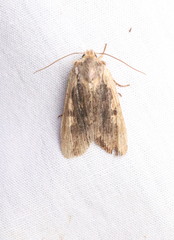 Lithophane hemina