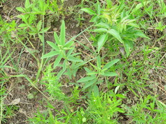 Desmodium sessilifolium