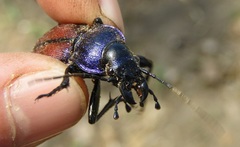 Carabus schoenherri