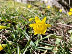 Narcissus minor asturiensis