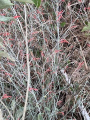 Dicliptera sexangularis