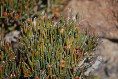 Ephedra rupestris