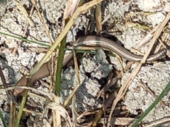 Chalcides bedriagai