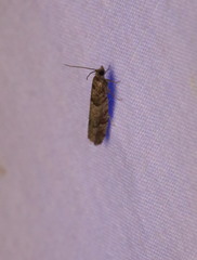 Retinia gemistrigulana