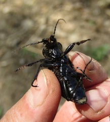 Carabus schoenherri