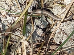 Chalcides bedriagai