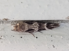 Mompha sturnipennella