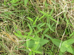 Orbexilum pedunculatum