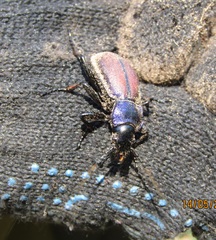 Carabus schoenherri