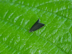 Pammene germmana