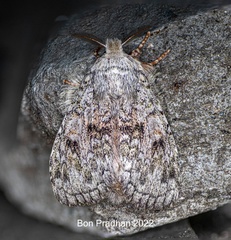 Noctuoidea