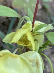 Calochortus amabilis × tolmiei