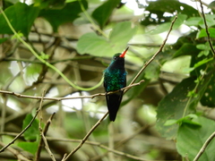 Chlorostilbon lucidus