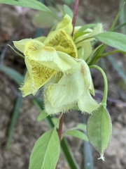 Calochortus amabilis × tolmiei