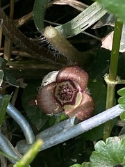 Asarum canadense