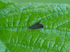Pammene germmana