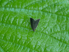 Pammene germmana