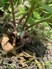 Asarum canadense