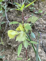 Calochortus amabilis × tolmiei
