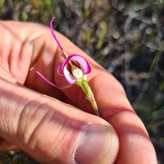 Disperis capensis