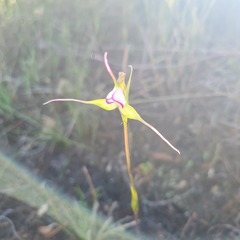 Disperis capensis