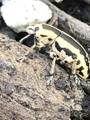 Eudiagogus
