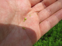 Carex fissa