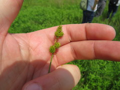 Carex fissa