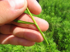 Carex fissa