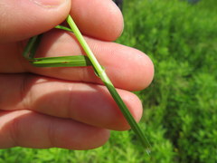 Carex fissa