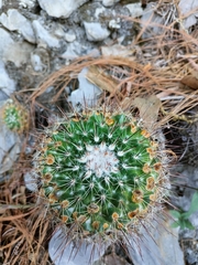 Mammillaria melanocentra rubrograndis