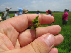 Carex fissa