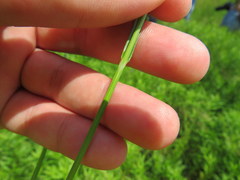 Carex fissa