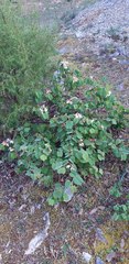Bauhinia coulteri