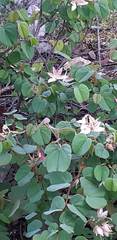 Bauhinia coulteri