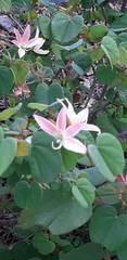 Bauhinia coulteri