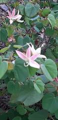 Bauhinia coulteri