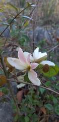 Bauhinia coulteri
