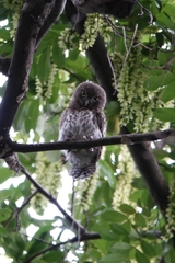 Glaucidium cuculoides