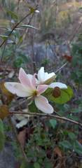 Bauhinia coulteri