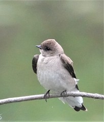 Stelgidopteryx serripennis