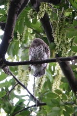 Glaucidium cuculoides