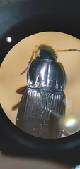Poecilus lucublandus