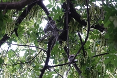 Glaucidium cuculoides