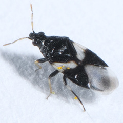 Orius tristicolor