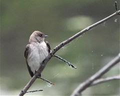 Stelgidopteryx serripennis