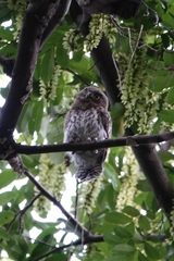 Glaucidium cuculoides