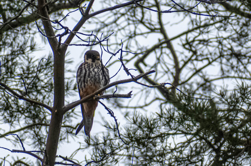 Alcotán europeo (Falco subbuteo)