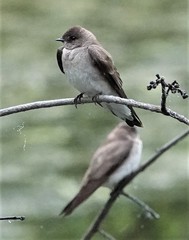 Stelgidopteryx serripennis